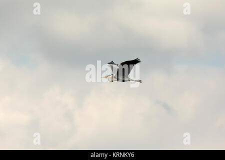 Grey Heron flying over Rietzer See (Lake Rietz), a nature reserve near the town of Brandenburg in Northeastern Germany Stock Photo