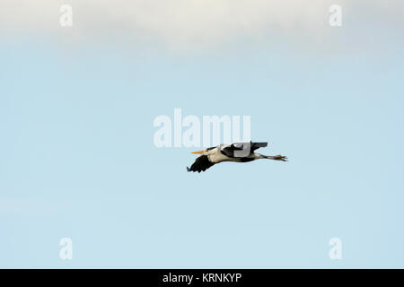 Grey Heron flying over Rietzer See (Lake Rietz), a nature reserve near the town of Brandenburg in Northeastern Germany Stock Photo