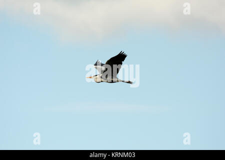 Grey Heron flying over Rietzer See (Lake Rietz), a nature reserve near the town of Brandenburg in Northeastern Germany Stock Photo