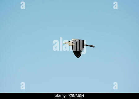 Grey Heron flying over Rietzer See (Lake Rietz), a nature reserve near the town of Brandenburg in Northeastern Germany Stock Photo