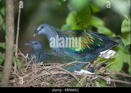 Colorful Nicobar Pigeon strolling down the pavement, side view seen from above, facing right, Thailand. Stock Photo