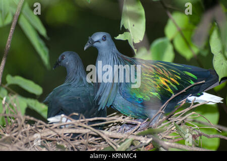 Colorful Nicobar Pigeon strolling down the pavement, side view seen from above, facing right, Thailand. Stock Photo