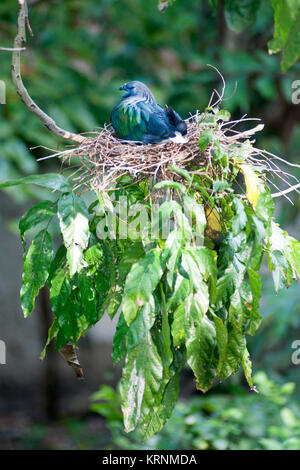 Colorful Nicobar Pigeon strolling down the pavement, side view seen from above, facing right, Thailand. Stock Photo