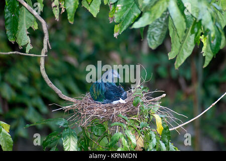 Colorful Nicobar Pigeon strolling down the pavement, side view seen from above, facing right, Thailand. Stock Photo