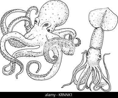 sea creature octopus and squid. calamari engraved hand drawn in old sketch, vintage style. nautical or marine, monster or food. animals in the ocean. template for logos, labels and emblems. Stock Vector