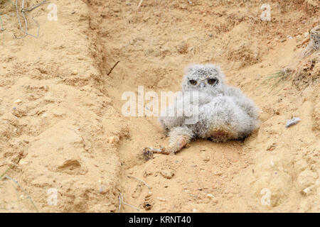 Eagle Owl ( Bubo bubo ), very young chick, baby owl fallen out of its nesting burrow in a sand pit, helpless, cute, wildlife, Europe. Stock Photo