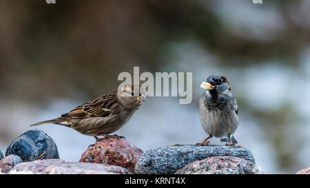 Mr and Mrs House Sparrow on the rocks with a nice bokeh in the background Stock Photo