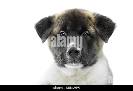 Cute photo of fluffy american s akita puppy Stock Photo