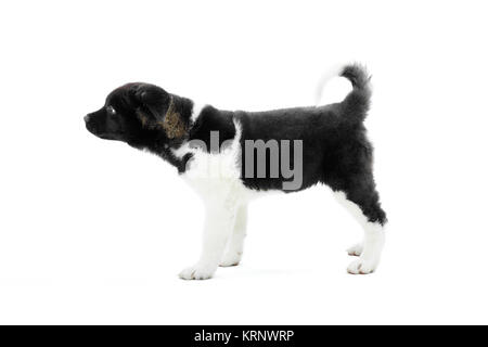 Cute fluffy american akita s puppy Stock Photo