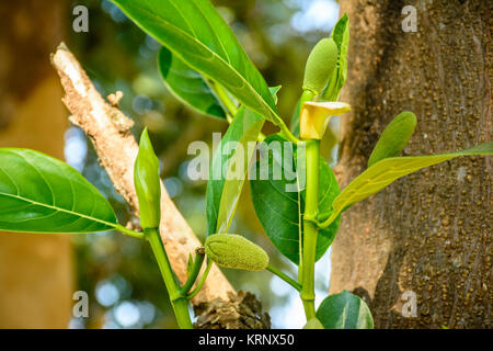closeup photo of small jackfruit and green leaf Stock Photo