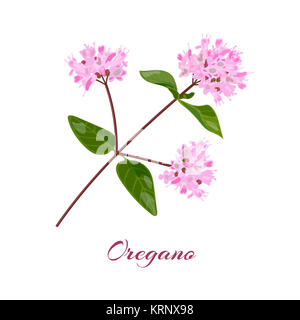 Blossoming oregano flowers Stock Photo
