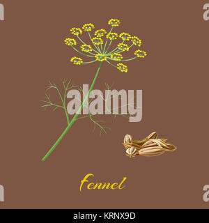 Fennel Flowers, leaves and seeds. Stock Photo