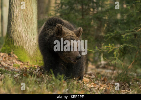 European Brown Bear / Europaeischer Braunbaer ( Ursus arctos ), strolling through the forest, comes close, watches aside, seems to be curious, Europe. Stock Photo