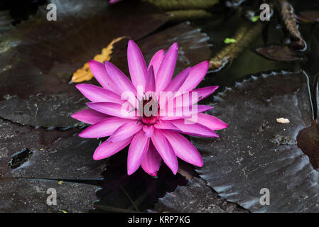 A beautiful pink waterlily or lotus flower in pond Stock Photo