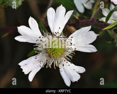 Evergreen blackberry (Rubus laciniatus) flower Stock Photo