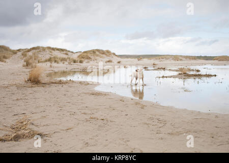 Travelling family enjoying themselves on the beach playing football, running, jumping and having fun in Donegal, Republic of Ireland Stock Photo