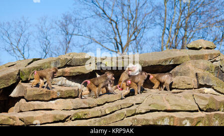 monkey family Stock Photo