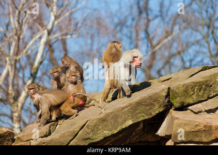 monkey family Stock Photo