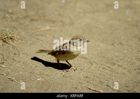 Shy sparrow on the ground. Stock Photo