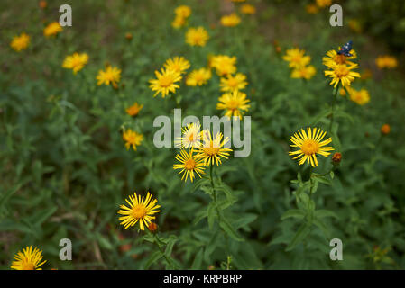 Inula salicina Stock Photo