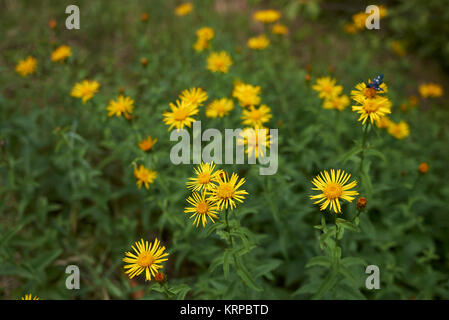 Inula salicina Stock Photo