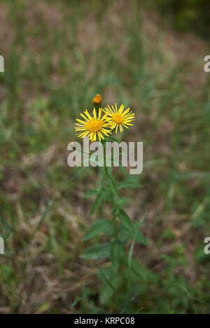 Inula salicina Stock Photo