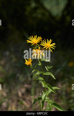 Inula salicina Stock Photo