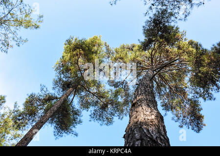 Wild Pine Trees Stock Photo