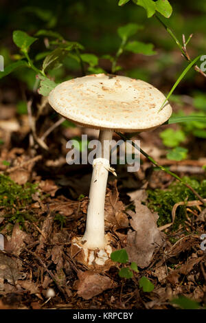 toadstool Stock Photo