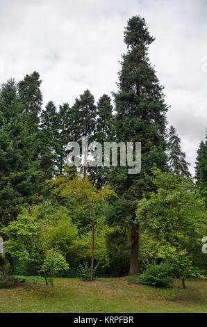 Beautiful autumnal  forest with venerable trees, located  in National monument of landscape architecture Park Stock Photo