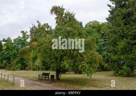 Autumnal  forest with venerable trees and  wild apple fruits, located  in National monument of landscape   architecture Park Stock Photo