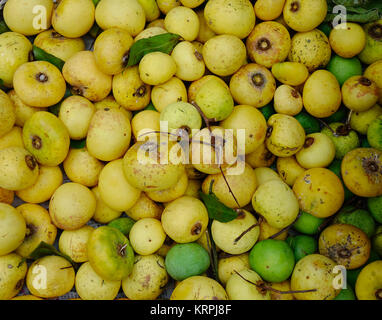 Diospyros decandra (gold apple) fruits at local market in Southern Vietnam. Stock Photo