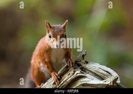 Red Squirrel on Old Tree Stock Photo