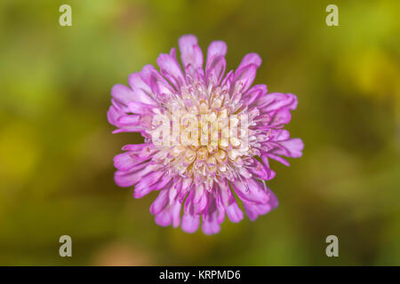 Acker-Witwenblume - Knautia arvensis - Blüte in einer Makroaufnahme Stock Photo