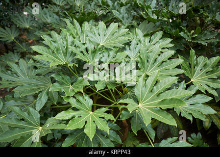 Fatsia japonica Stock Photo