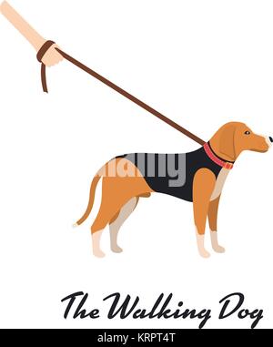 Beagle Dog with a leash - Vector color serious dog Beagle breed on the walk Stock Vector