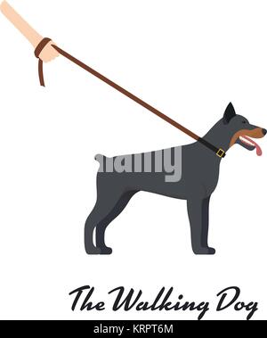 Doberman Pinscher with a leash - on white background. Vector illustration Stock Vector