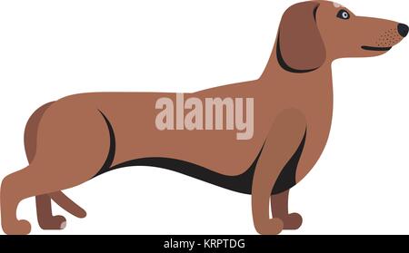 Light Brown Dachshund breed standing on white background Stock Vector