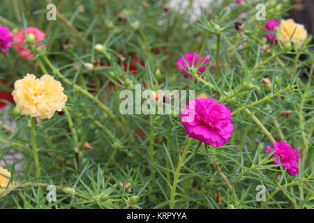 Close up of colorful Common Purslane flower or Verdolaga or Pigweed or Little Hogweed or Pusley and green leaves in flowerbed at the garden. Stock Photo