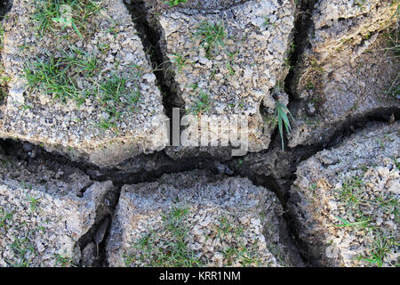 Deep mud cracks in a dry lake bed with sparse vegetation. Stock Photo