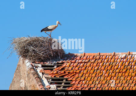 Parent stork stands in nest on  building with blue sky Stock Photo
