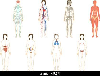Set of human organs and systems of the body vitality. Vector illustration Stock Vector