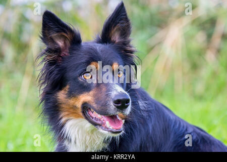 Portrait head of Colored border collie dog in nature Stock Photo