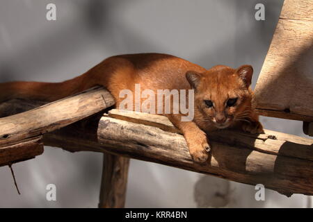 the south american weasel cat jaguarundi Stock Photo
