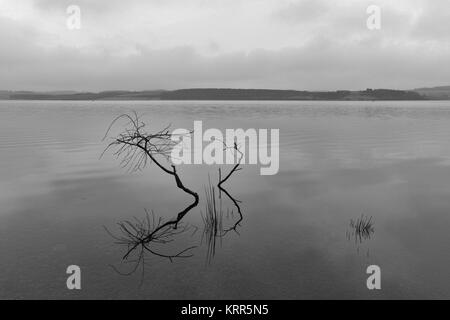 Part of a tree submerged reflecting on the still waters. Derwent reservoir situated between County Durham and Northumberland. Stock Photo