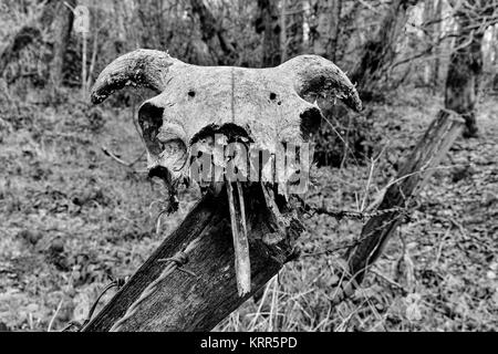 A sheep skull that is slowly disintegrating sitting on a fence post. Stock Photo