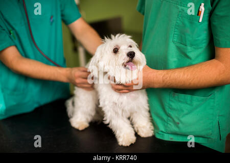 Cute white dog at veterinarian exam with female owner Stock Photo