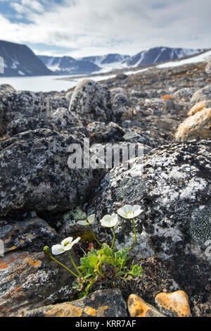 Svalbard poppies / Polar poppy (Papaver dahlianum) in flower on the Arctic tundra, Spitsbergen / Svalbard, Norway Stock Photo