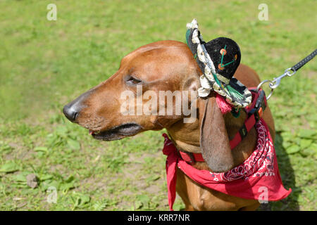The Dachshund is a hunting dog.This breed of dog is very popular. Stock Photo