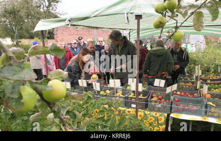 Visitors peruse and purchase apples at the annual Apple Day celebration in the orchard at Wortley Hall, Yorkshire in early autumn  UK Stock Photo
